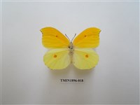 藏品(圓翅鉤粉蝶)的圖片